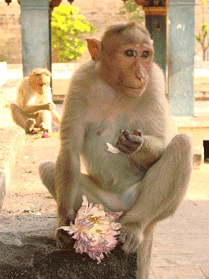 Monkey_at_Arunchaleshvara_Temple